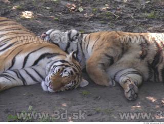 Tiger poses 0033