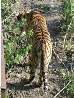 Tiger poses 0034