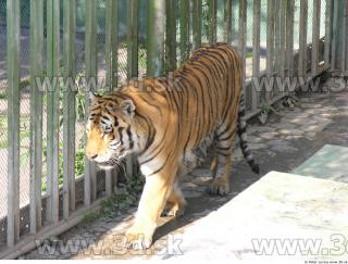 Tiger poses 0035