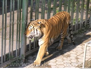 Tiger poses 0036