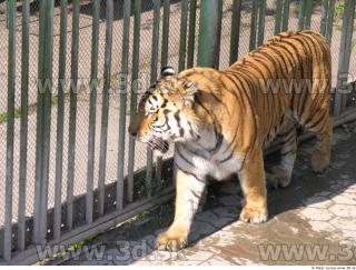 Tiger poses 0038