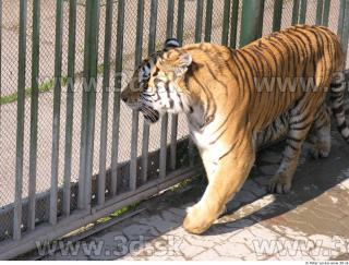 Tiger poses 0039