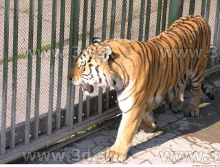 Tiger poses 0040