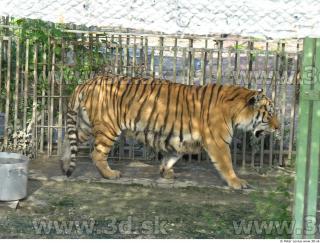 Tiger poses 0043