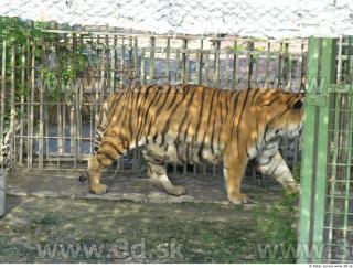 Tiger poses 0044