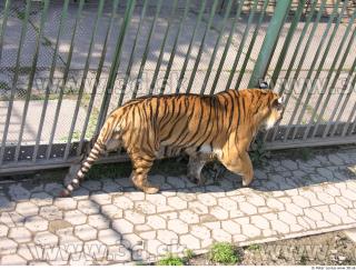 Tiger poses 0046