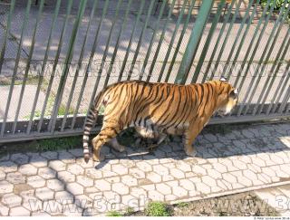 Tiger poses 0047