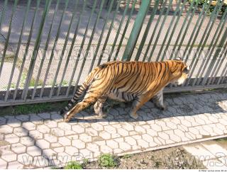 Tiger poses 0048