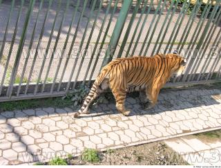 Tiger poses 0049