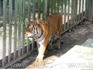 Tiger poses 0051