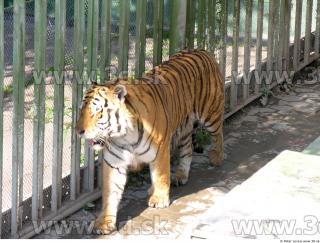 Tiger poses 0052