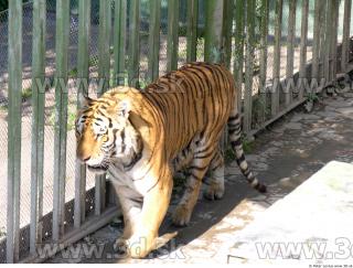 Tiger poses 0053