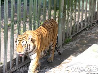 Tiger poses 0054