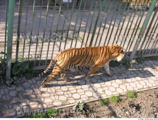 Tiger poses 0056