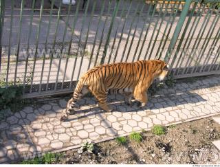 Tiger poses 0057