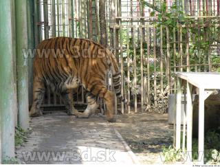 Tiger poses 0089