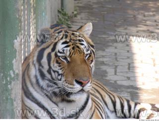 Tiger poses 0092