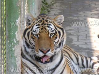 Tiger poses 0093