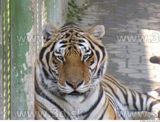 Tiger poses 0094