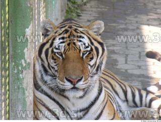 Tiger poses 0095