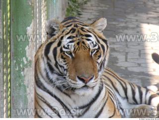 Tiger poses 0096