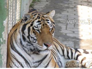 Tiger poses 0097