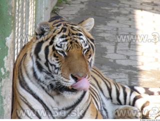 Tiger poses 0098