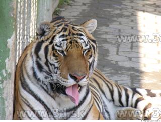 Tiger poses 0099