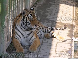 Tiger poses 0106