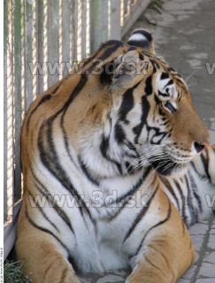 Tiger poses 0107