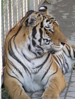 Tiger poses 0109