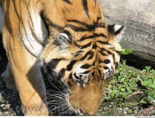 Tiger poses 0110