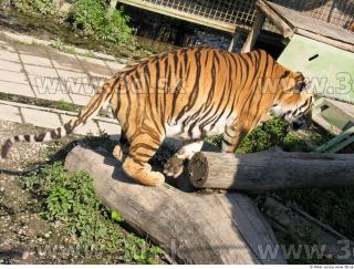 Tiger poses 0111