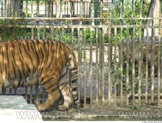 Tiger poses 0112