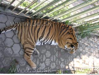 Tiger poses 0113