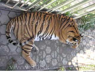 Tiger poses 0115