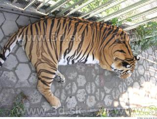 Tiger poses 0116