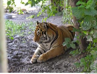 Tiger poses 0118