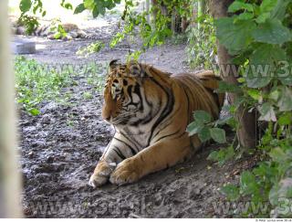 Tiger poses 0121