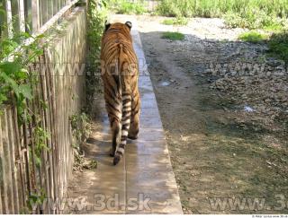 Tiger poses 0122