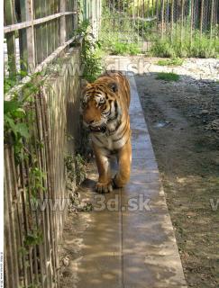 Tiger poses 0127