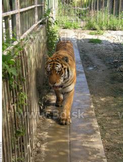 Tiger poses 0128