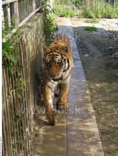 Tiger poses 0129