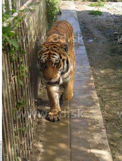 Tiger poses 0130