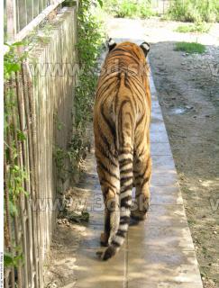 Tiger poses 0131