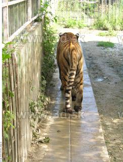 Tiger poses 0133