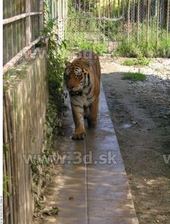 Tiger poses 0134