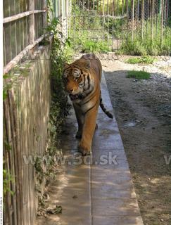 Tiger poses 0135