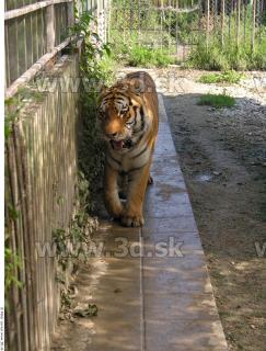 Tiger poses 0136