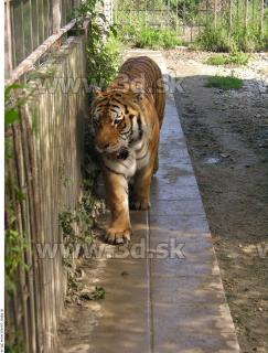 Tiger poses 0137